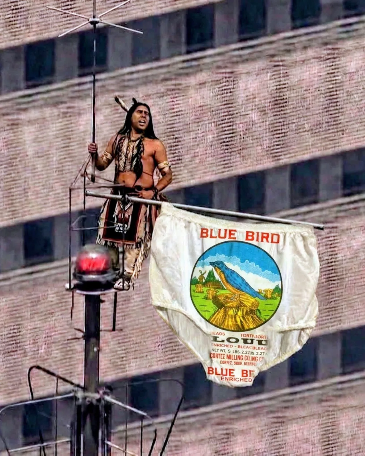 blue bird shorch